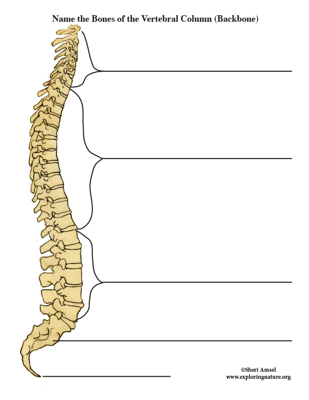 Label The Parts Of The Backbone Vertebral Column