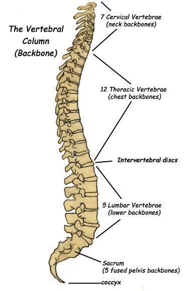 Label the Parts of the Backbone (Vertebral Column)