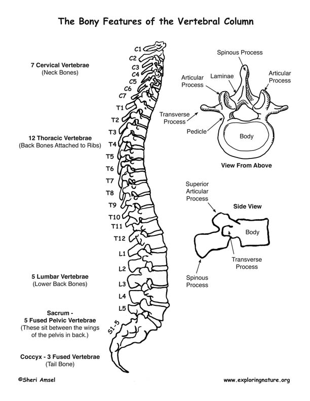 Skeletal System - Bony Features of the Vertebral Column