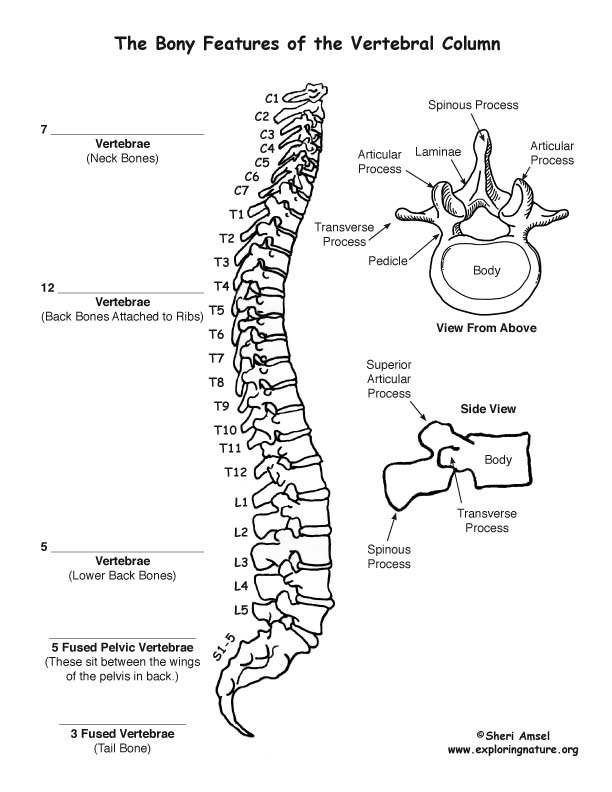 Vertebral Column (Backbone) – Bony Features