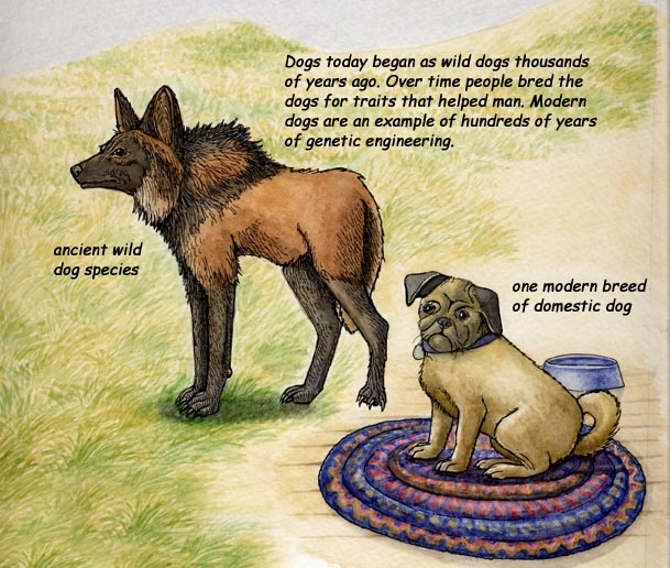 History of Genetics - How Animals Were Domesticated History of Genetics - How Animals Were Domesticated
