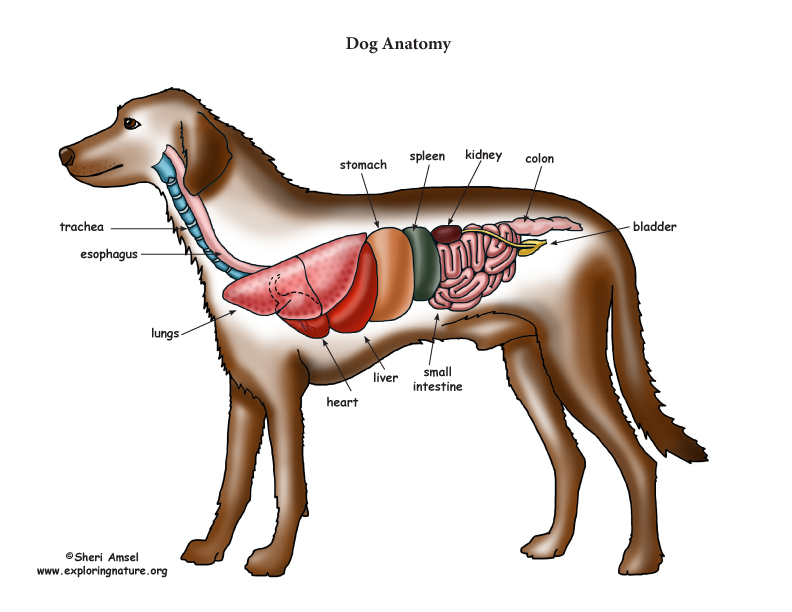 Dog Muscle Chart