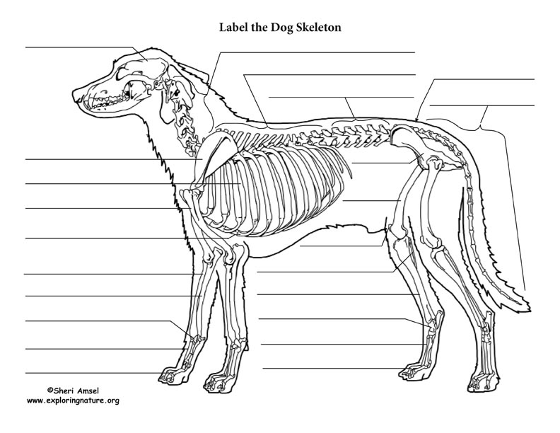 Dog Skeletal Anatomy