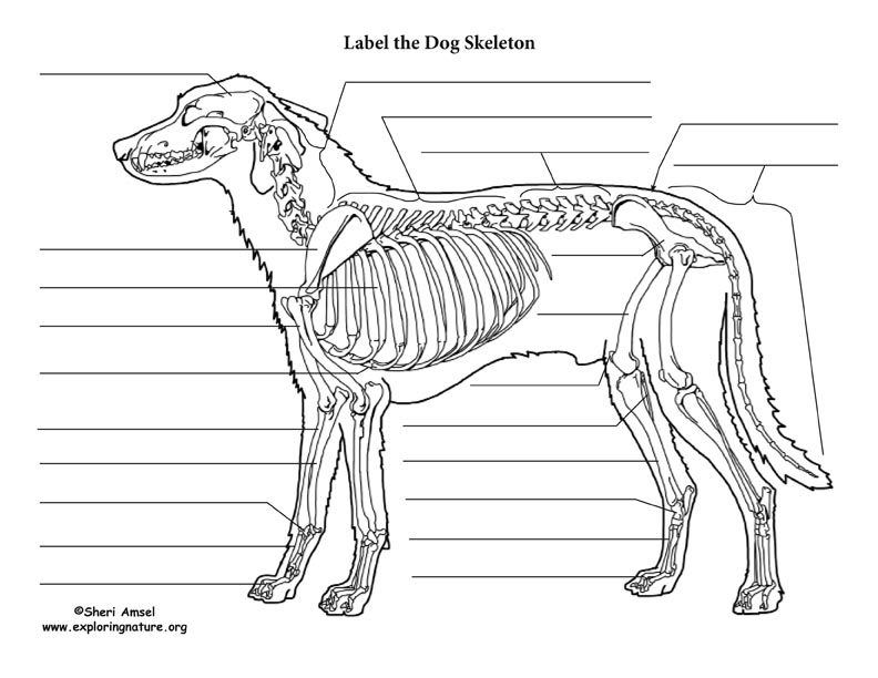 Dog Skeletal Anatomy Dog Skeletal Anatomy