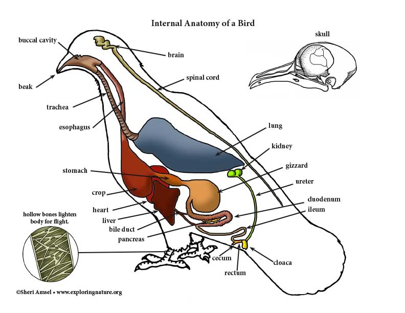 Pigeon Anatomy