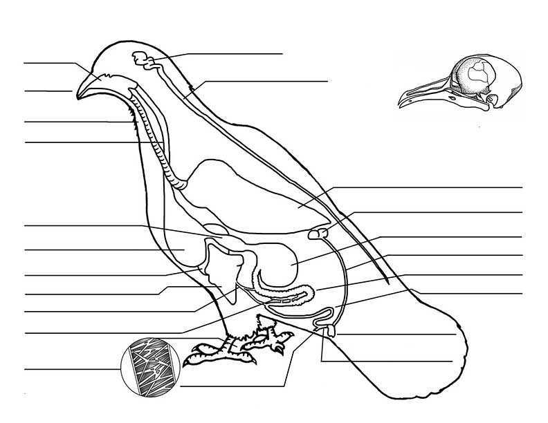 Pigeon Anatomy