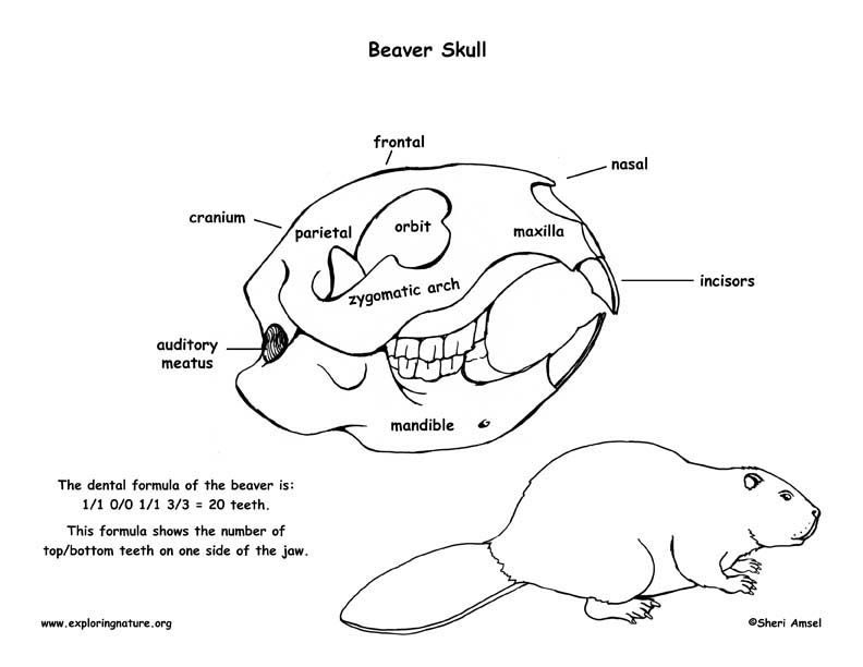 Beaver Skull Diagram And Labeling