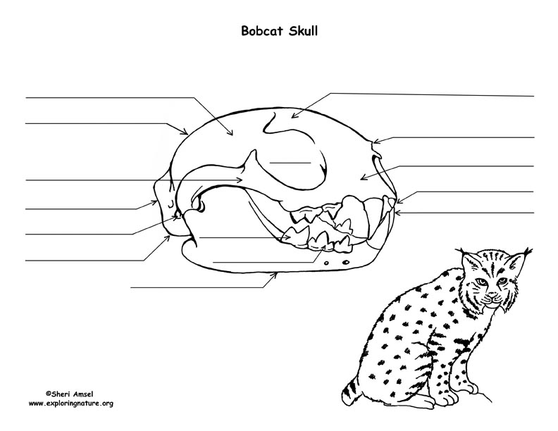 [DIAGRAM] Polar Bear Mouth Diagram - MYDIAGRAM.ONLINE