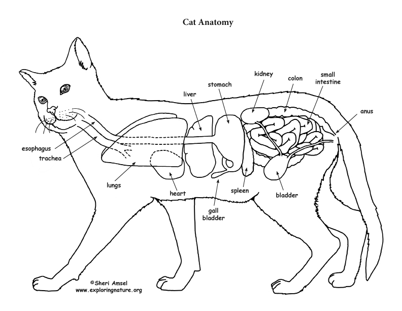 Cat Anatomy (Thoracic and Abdominal Organs)