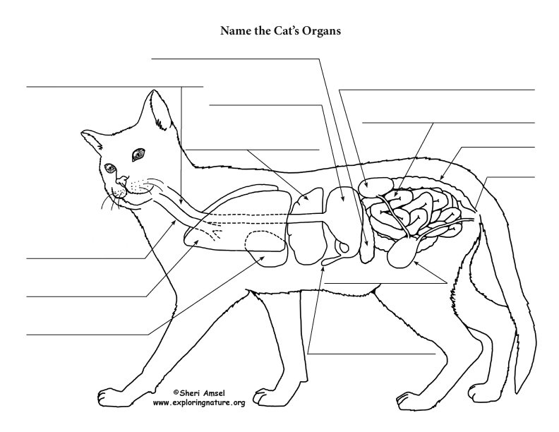 Cat Anatomy  Thoracic And Abdominal Organs