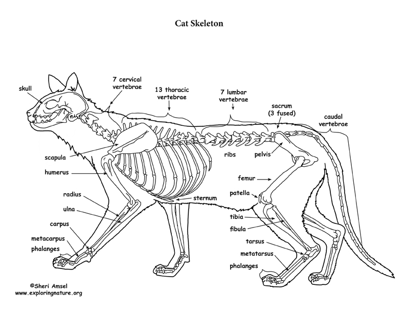 Внешнее строение кошки кратко. Скелет кота строение спереди. Строение скелета котенка. Скелет кошки сбоку. Строение скелета млекопитающих кошка.
