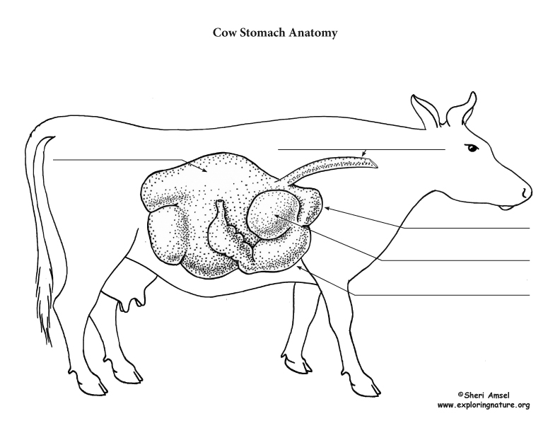 Cow digestive tract