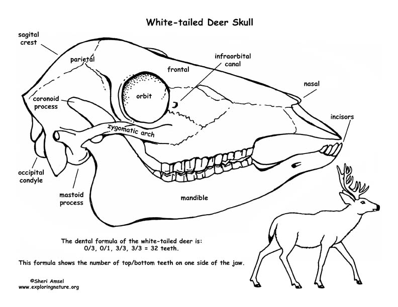 Skull bones of animals, Veterinary Anatomy