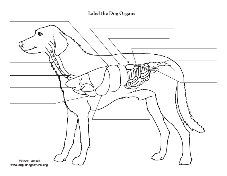 Dog Anatomy (Thoracic and Abdominal Organs)