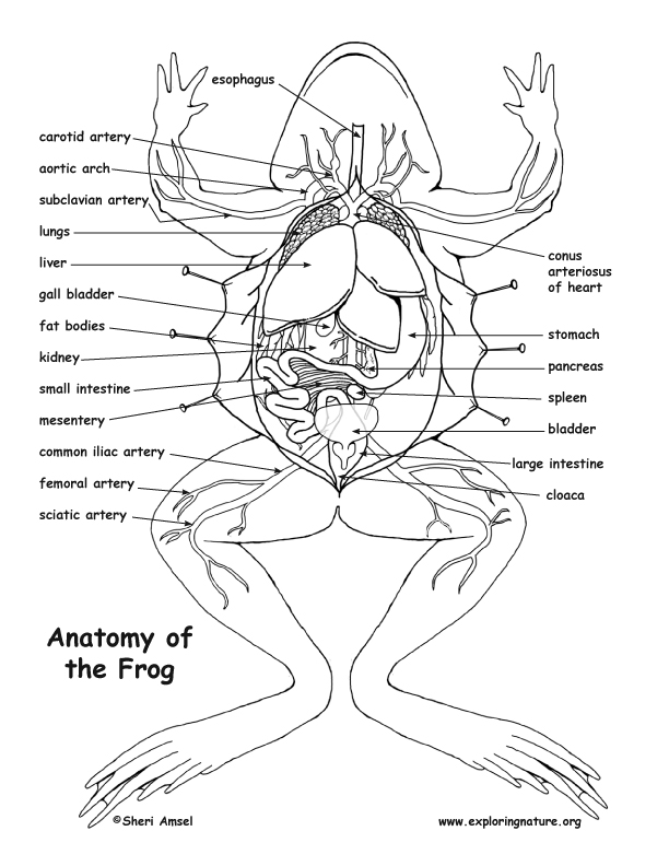 frog-anatomy-diagram-and-labeling
