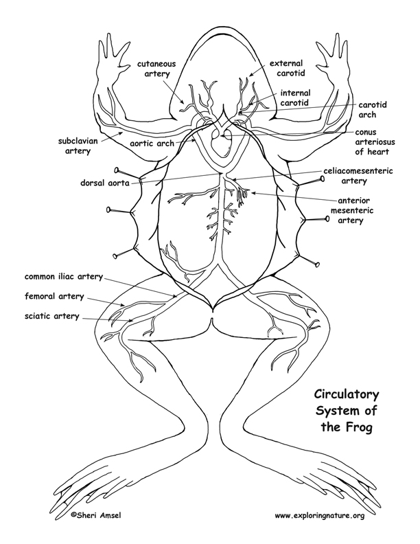 Frog Anatomy Diagram