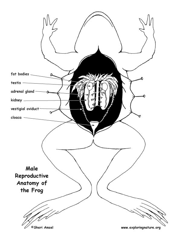 Male Reproductive System Of Frog Diagram - Aflam-Neeeak