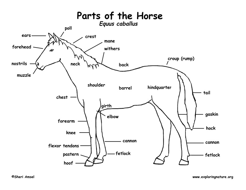 Horse (External Anatomy)