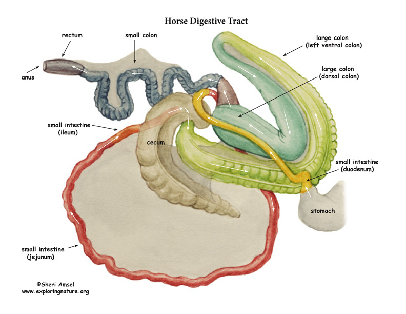 Horse Digestive Tract