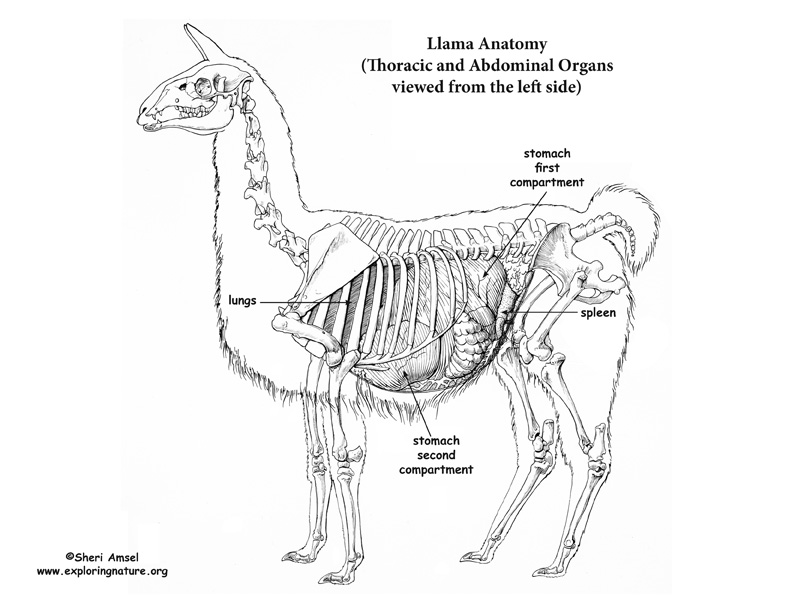 Llama Thoracic & Abdominal Organs (Left View)