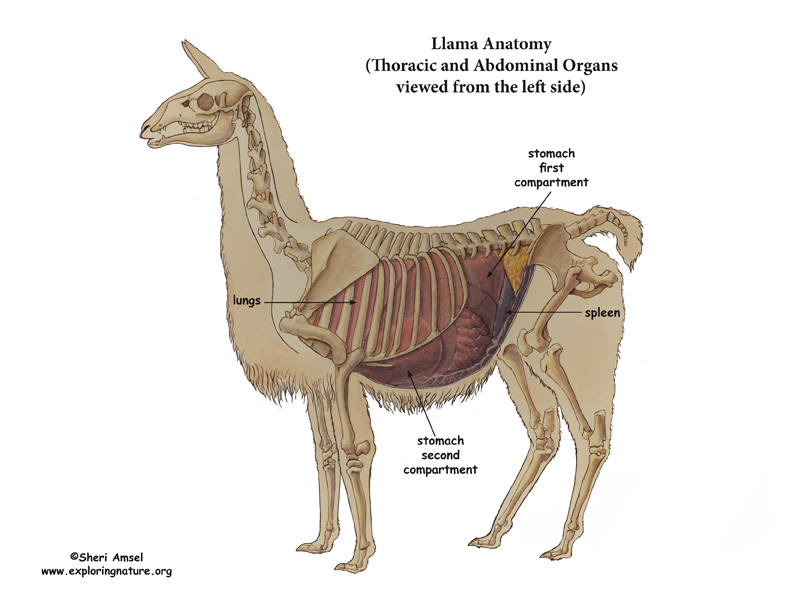 Llama Thoracic & Abdominal Organs (Left View)
