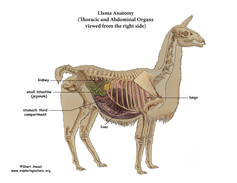 Llama Thoracic & Abdominal Organs (Right View)