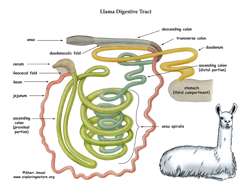 Llama Thoracic & Abdominal Organs (Left View)