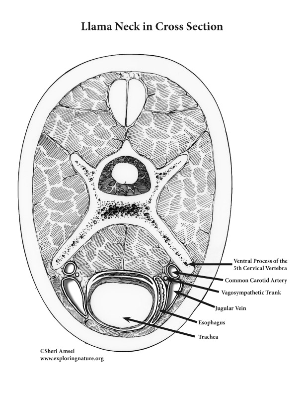 llama neck cross section