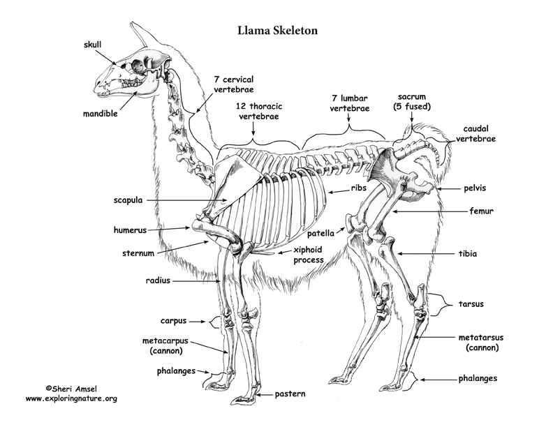 Llama Skeletal Anatomy
