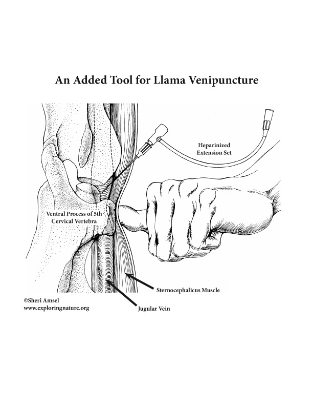llama venipuncture sites