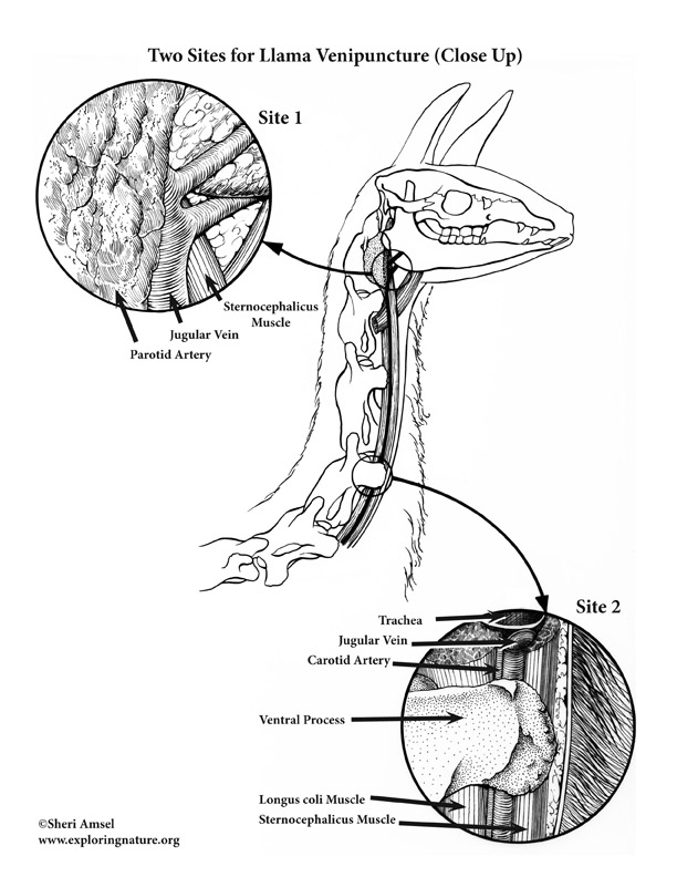 llama venipuncture sites