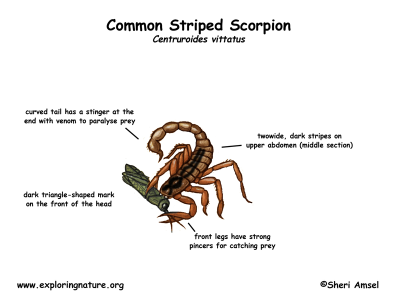 What is a Scorpion?, Habitat, Facts & Types - Video & Lesson Transcript