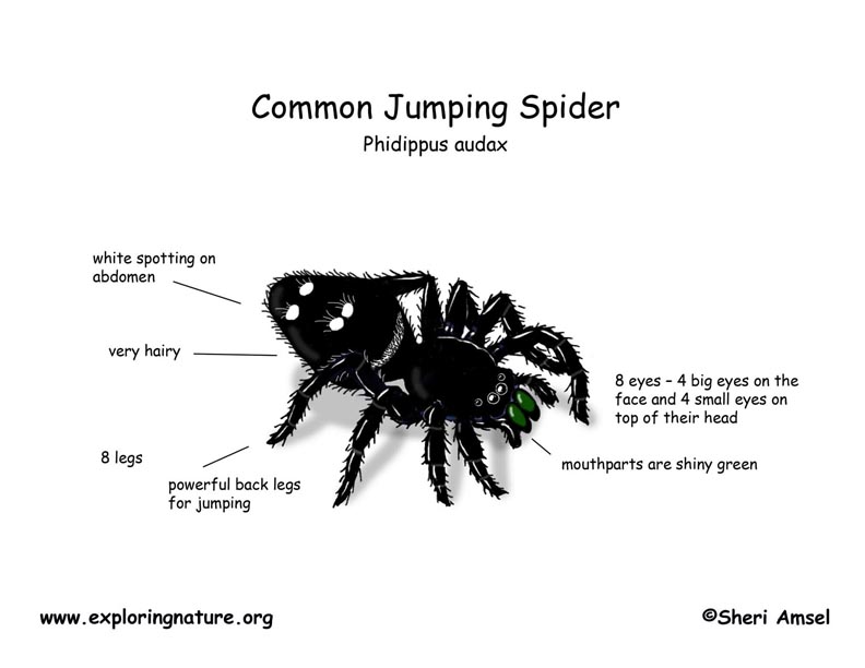 Habits and Traits of Jumping Spiders