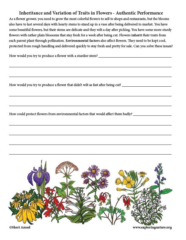 Inheritance and Variation of Traits in Flowers - Authentic Performance