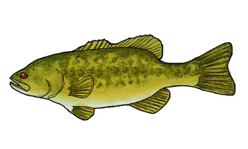 Bass (Largemouth)