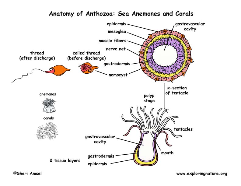 Class - Anthozoa (Sea Anemones, Corals)