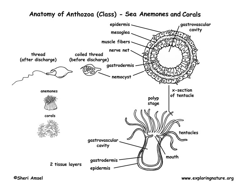 sea anemone labeled diagram