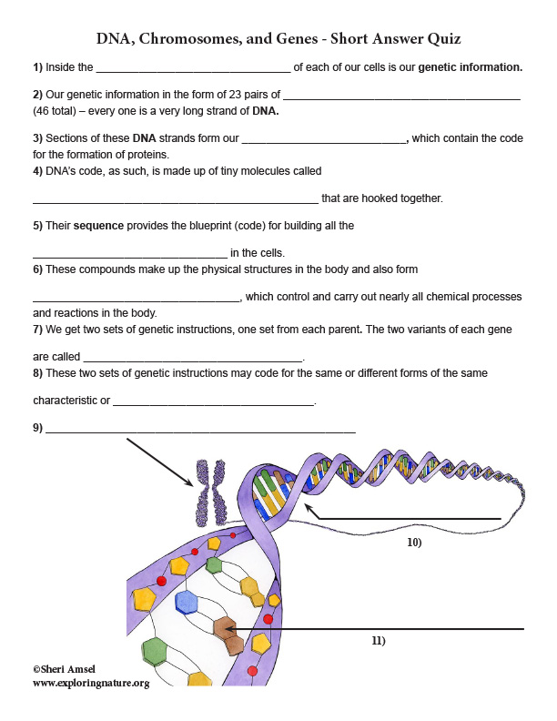 dna-chromosomes-and-genes-short-answer-quiz