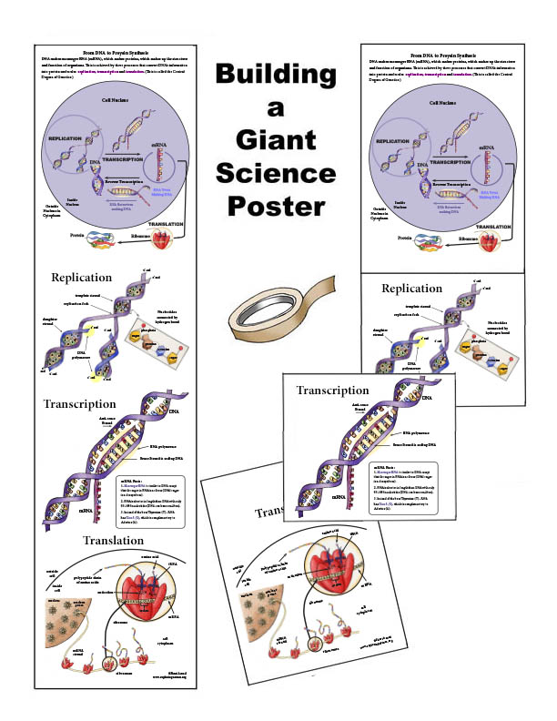 DNA Replication, Transcription, and Translation - Giant Poster