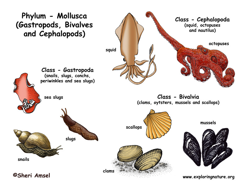 Snail Classification Chart