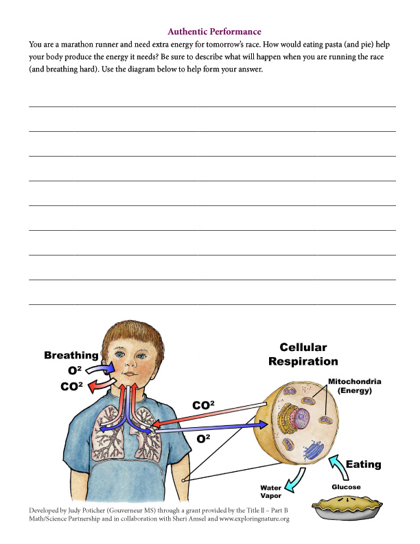 Cellular Respiration