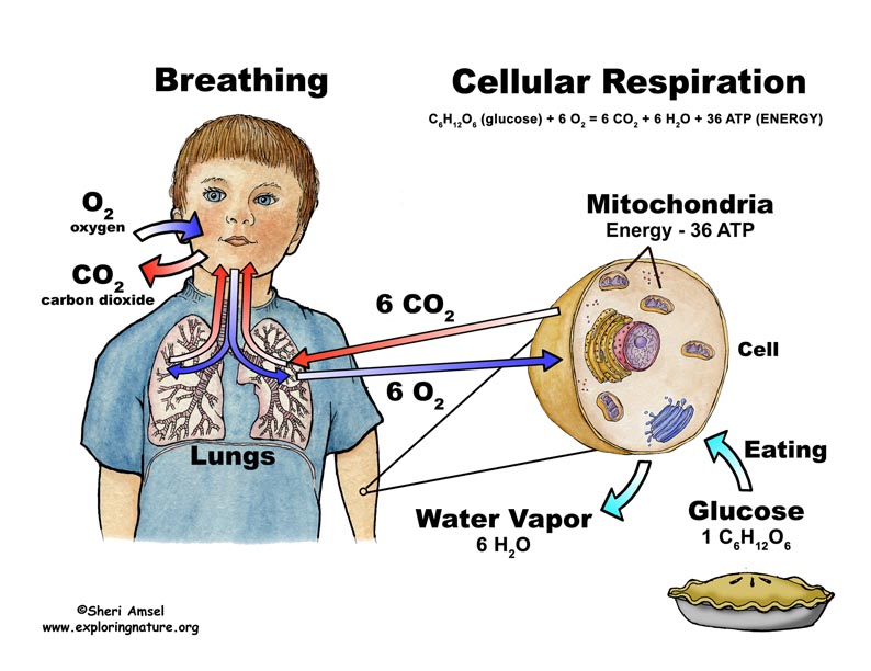 Cellular Respiration