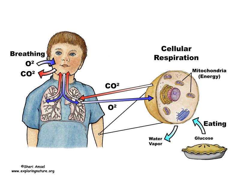 Cellular Respiration