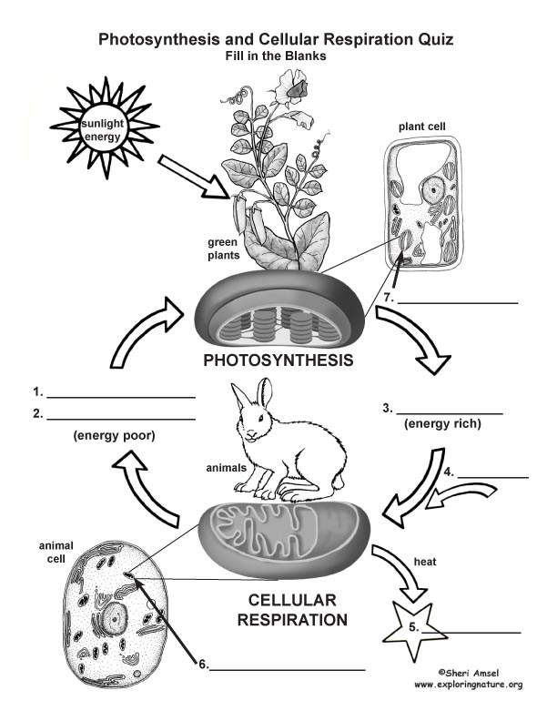 Photosynthesis Cellular Respiration