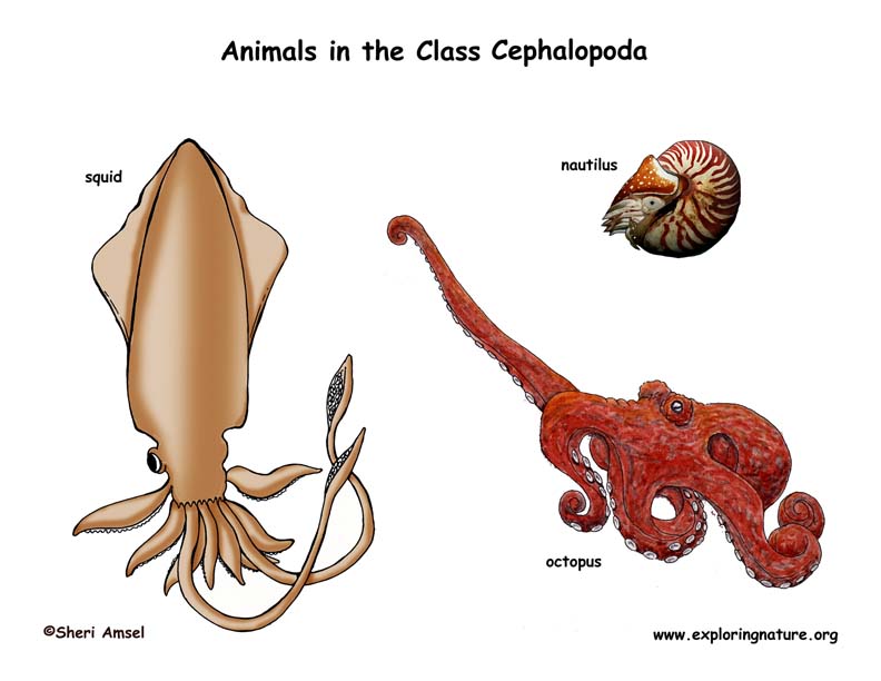 The Cephalopods (Class Cephalopoda) include squid, octopus and nautilus. 