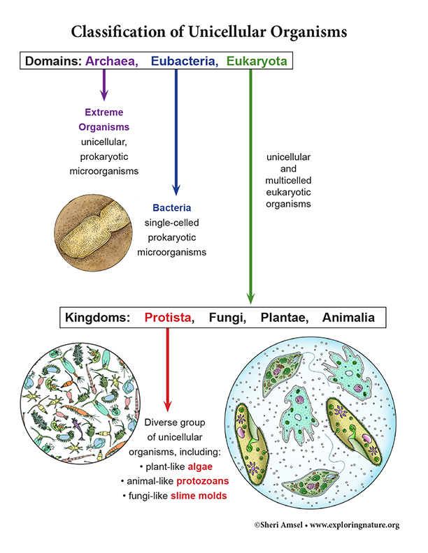 Unicellular Organisms Overview and Classification