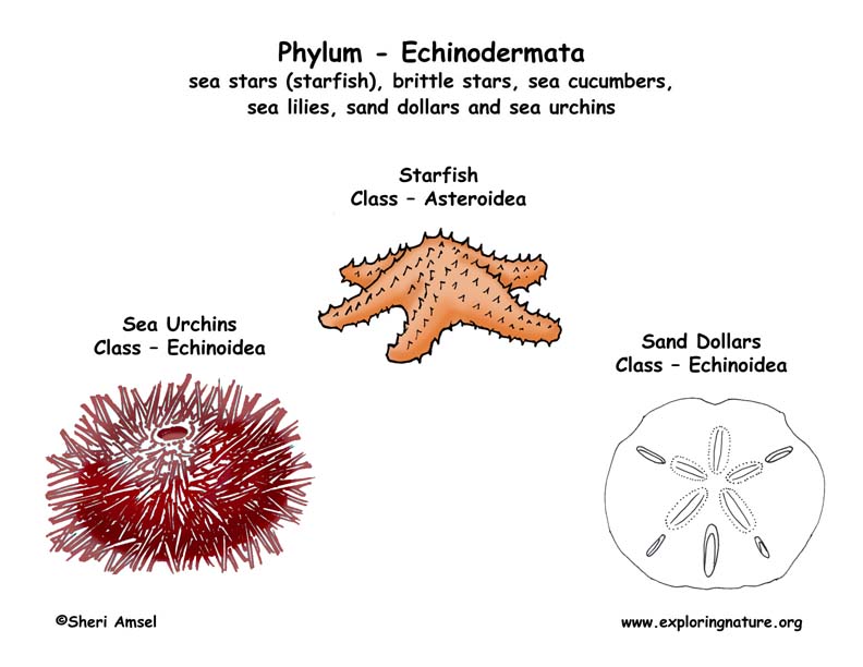 Phylum - Echinodermata (starfish, sea urchins, sand dollars, etc.)