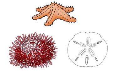 Echinodermata (Phylum) – Multiple Choice Test