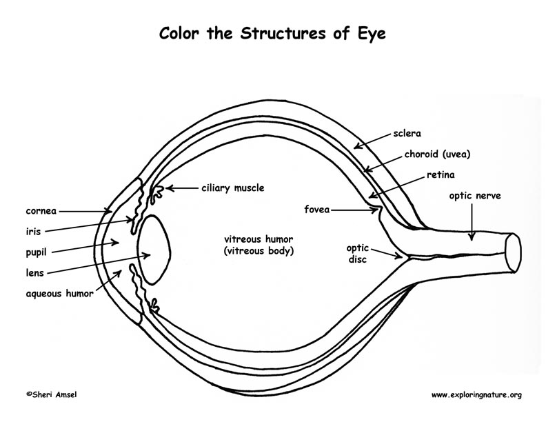 Vision And The Structure Of The Eye