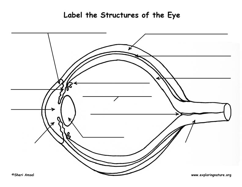 download eye structure for free download eye structure for free